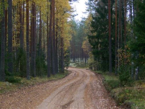 Moosiger Wald (100_0466.JPG) wird geladen. Eindrucksvolle Fotos aus Lettland erwarten Sie.